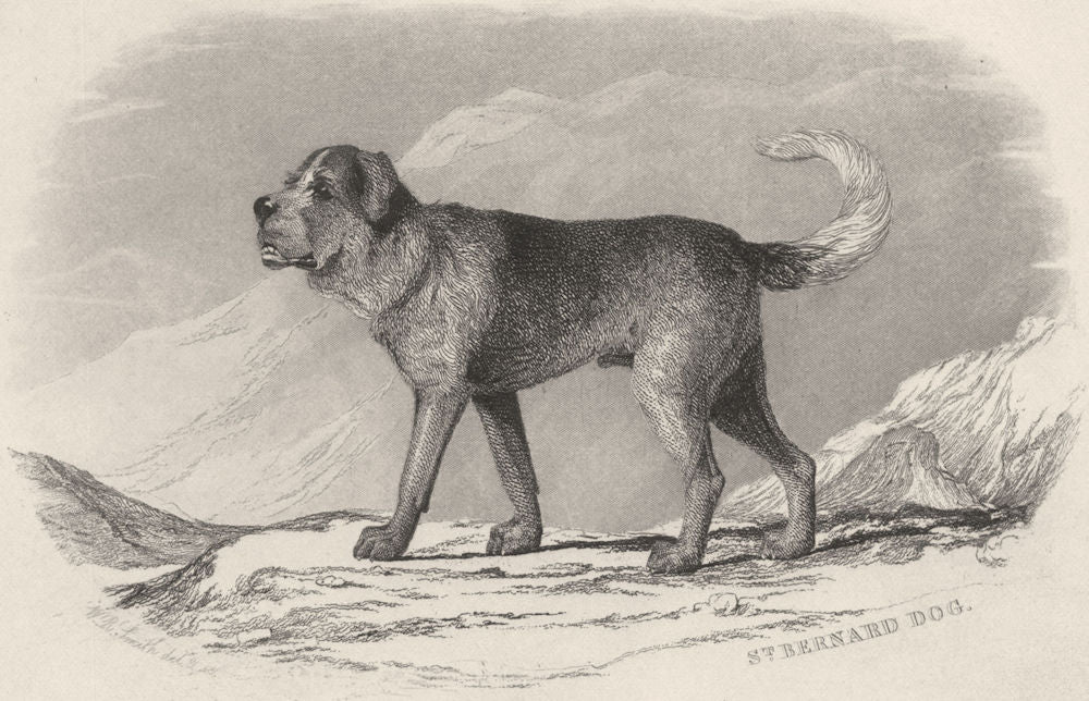 DOGS. St. Bernard Dog. St. Bernard Dog (Edward Jesse) 1888 old antique print